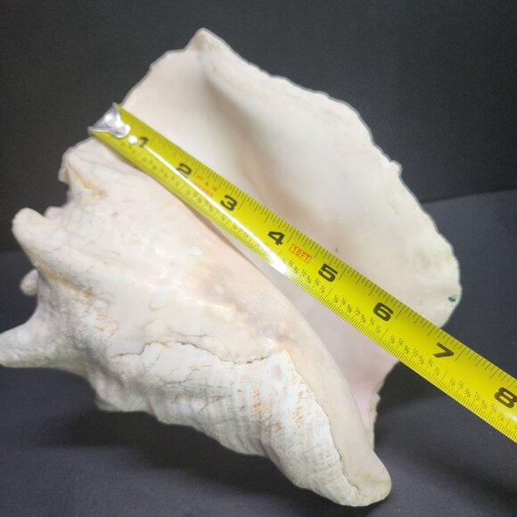 Queen Conch Shell Pink Large 7'' Decorative Seashell Nautical Display - Picture 9 of 11